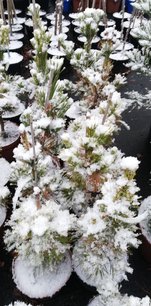 Tall Vanderwolf's pyramid, Pinus flexilis, kont. 5l, 30 – 40 cm