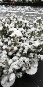 Tall Tempelhof, Pinus parviflora, kont. C7 ,  60-70 cm