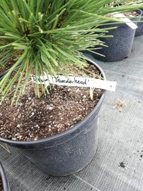 Tall Thunderhead,  Pinus thunbergii, 50 - 75 cm, kont. 5l