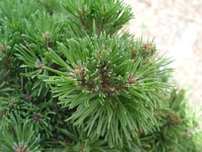 Bergtall Allgäu, Pinus mugo, kont. 3l