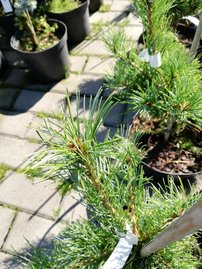 Tall Schoons´ Bonsai, Pinus parviflora, kont. C3 ,30-40 cm