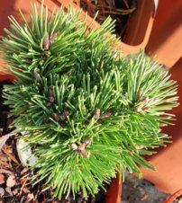 Bergtall Allgäu, Pinus mugo, kont. 3l