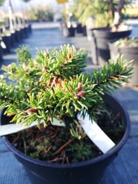 Tall Arktis, Pinus banksiana, 15 – 20 cm, kont. 3l