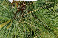 Weymouthtall Blue Shag, Pinus strobus, kont.C5, výška 40 - 50cm