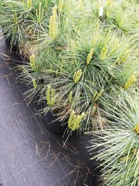 Weymouthtall Blue Shag, Pinus strobus, kont.C5, výška 40 - 50cm