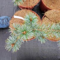 Tall Schoons´ Bonsai, Pinus parviflora, kont. C3 ,30-40 cm