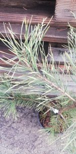 Borovica lesná Candelight , Pinus sylvestris, 40 - 70 cm, kont. 3l
