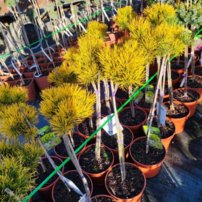 Bergtall Carlsten´s  (stam), Pinus mugo 80 - 100 cm, kont. 5l