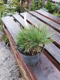 Cembratall , Pinus cembra, 20 - 30 cm, kont. 2l