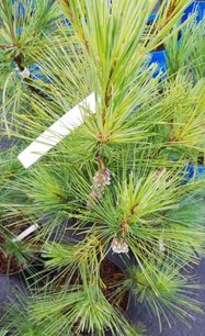 Himalajatall Densa, Pinus wallichiana, (Pinus griffithii), 25 – 70 cm, kont 3l