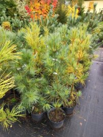 Himalajatall Densa, Pinus wallichiana, (Pinus griffithii), 25 – 70 cm, kont 3l