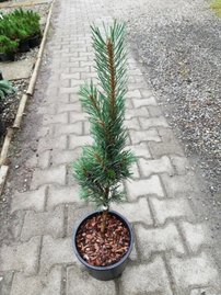 Tall Fastigiata, Pinus sylvestris, 30 cm, kont. 5l