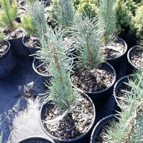 Tall Fastigiata, Pinus sylvestris, 30 cm, kont. 5l