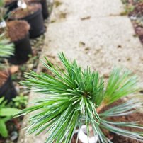 Tall Vanderwolf's pyramid, Pinus flexilis, kont. 5l, 30 – 40 cm