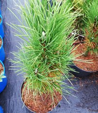 Svartall Green Tower, Pinus nigra, 35 - 40 cm, kont. 3l