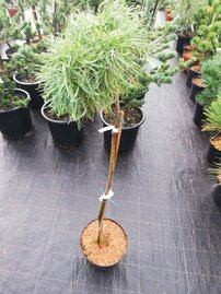 Weymouth tall Green Twist , Pinus strobus, kont. C3, 40 - 80 cm. stam