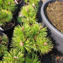 Svartall Helga, Pinus nigra, 30 – 70 cm, kont. 4l