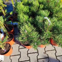 Svartall Hornibrookiana , Pinus nigra, 20 - 45 cm, kont. 3l