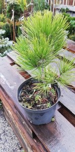 Ormskinnstall, Pinus leucodermis – heldreichii,   + 20 cm, kont. 3l
