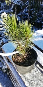 Ormskinnstall, Pinus leucodermis – heldreichii,   + 20 cm, kont. 3l