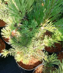 Bergtall Misty, Pinus mugo, 30 - 60 cm, kont. 3l