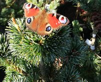 Tall Negishi, Pinus parviflora, 40 - 60 cm, kont 5l