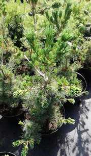 Tall Negishi, Pinus parviflora, 40 - 60 cm, kont 5l
