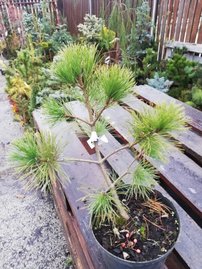 Makedonisk tall, Pinus peuce, 20 - 40 cm, kont. 3l