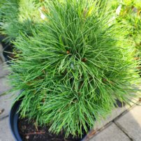 Makedonisk tall, Pinus peuce, 20 - 40 cm, kont. 3l
