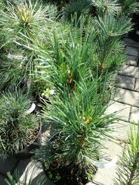 Cembratall , Pinus cembra, 20 - 30 cm, kont. 2l