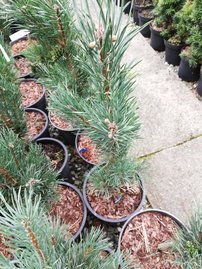 Tall Fastigiata, Pinus sylvestris, 30 cm, kont. 5l