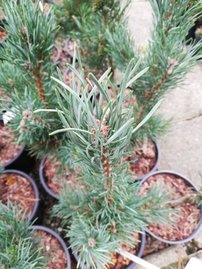 Tall Fastigiata, Pinus sylvestris, 30 cm, kont. 5l