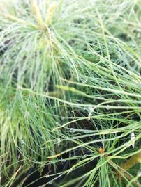 Himalajatall, Pinus wallichiana, (Pinus griffithii), 25 – 30 cm, kont 2l