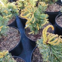 Tall Schoons´ Bonsai, Pinus parviflora, kont. C3 ,30-40 cm