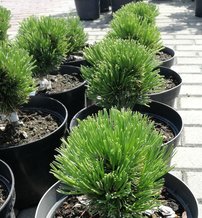 Ormskinnstall,Schmidtii, Pinus leucodermis – heldreichii, 10 - 20 cm, kont. 3l