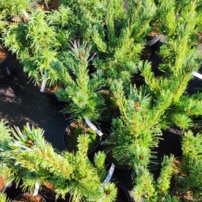 Tall Tempelhof, Pinus parviflora, kont. C7 ,  60-70 cm