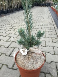 Tall Tempelhof, Pinus parviflora, kont. C7 ,  60-70 cm