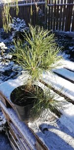 Kroktall, Pinus uncinata, 25 - 30 cm, kont. 2l