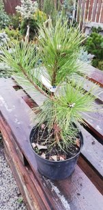 Kroktall, Pinus uncinata, 25 - 30 cm, kont. 2l