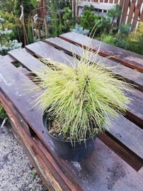 Himalajatall, Pinus wallichiana, (Pinus griffithii), 25 – 30 cm, kont 2l