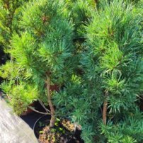 Tall Watereri, Pinus sylvestris, 40 - 50 cm, kont. 5l