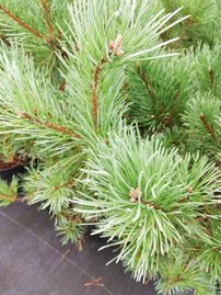 Tall Watereri, Pinus sylvestris, 40 - 50 cm, kont. 5l