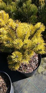 Bergtall Wintergold, Pinus mugo 20 - 40 cm, kont. 3l