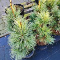 Tall Wiethorst, Pinus x schwerinii, kont. C5,  30 – 50 cm